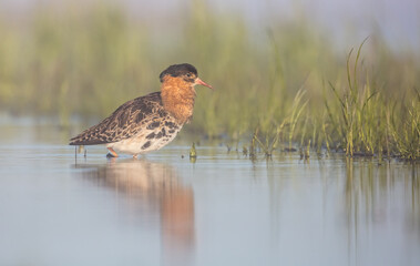 Ruff - male bird at a wetland on the mating season in spring