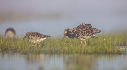  The ruff - pair at wetland on a mating season in spring