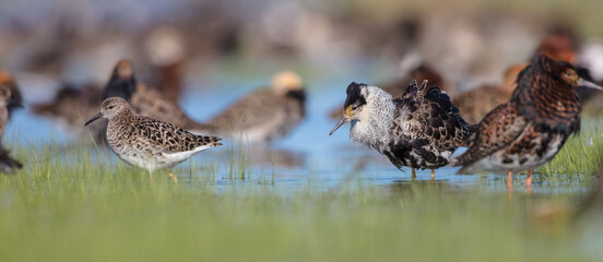  The ruff - pair at wetland on a mating season in spring