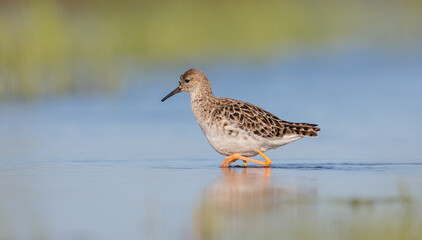 Ruff -  female feeding at the wetland on the mating season in spring