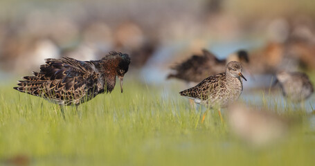  The ruff - pair at wetland on a mating season in spring