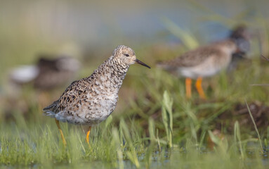 Ruff - male bird at a wetland on the mating season in spring