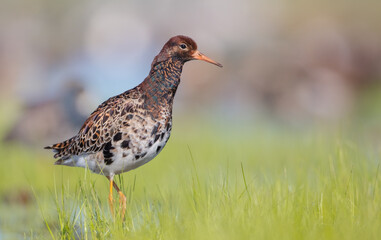 Ruff - male bird at a wetland on the mating season in spring