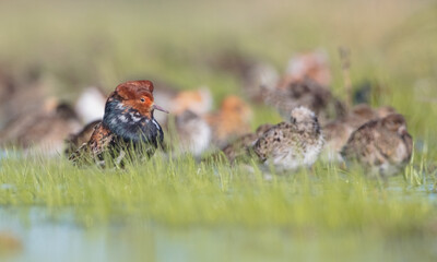 Ruff - birds at a wetland on the mating season in spring