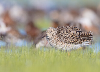 Ruff - male bird at a wetland on the mating season in spring