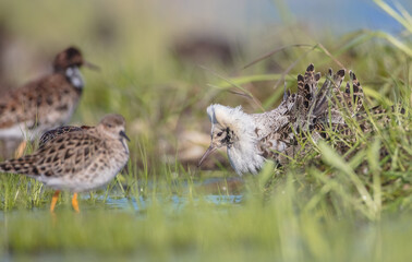  The ruff - pair at wetland on a mating season in spring