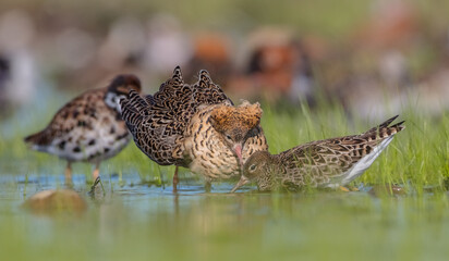  The ruff - pair at wetland on a mating season in spring