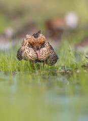 Ruff - male bird at a wetland on the mating season in spring
