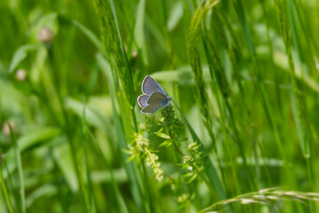 Male Mazarine blue (Cyaniris semiargus) Butterfly sitting on a grass blade in Zurich, Switzerland