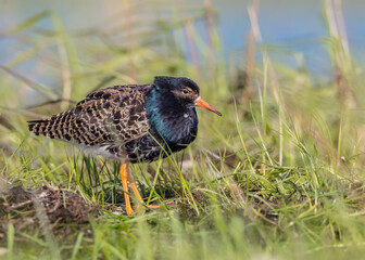 Ruff - male bird at a wetland on the mating season in spring