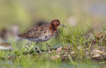Ruff - male bird at a wetland on the mating season in spring