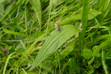 Small Heath (Coenonympha pamphilus) butterfly sitting on a green leaf in Zurich, Switzerland