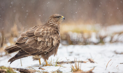 Common Buzzard in early spring at a wet forest