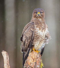 Common Buzzard in early spring at a wet forest