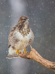 Common Buzzard in early spring at a wet forest
