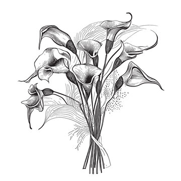 Calla lily bouquet hand drawn sketch in doodle style illustration