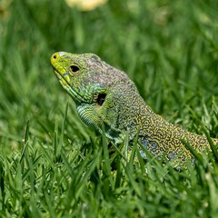 green lizard in the sun