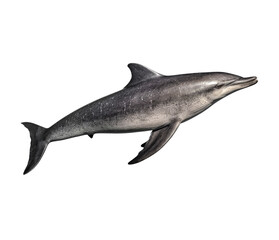 Gray shark swimming in a transparent background. Generative AI