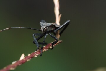 rice field insect, stinging locust perched on a plant stalk, macro photo of stinging locust.