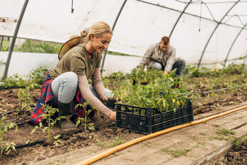 A woman takes seedling trays from the crate and replacing a seedling in the ground.