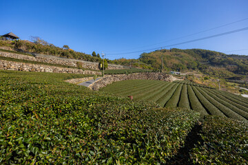 Fototapeta na wymiar Fresh green tea field in Shizhuo Trails at Alishan of Taiwan