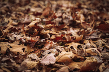 Close Up Leaves On the Ground