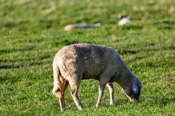 Naklejka na ściany i meble Sheep on grass field in the city
