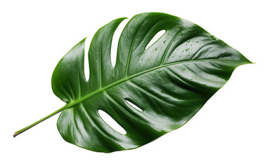 Beautiful and photorealistic monstera leaf on transparent background, as PNG. Close-up view. Exotic plant. Cut out graphic design element. Generative AI. - obrazy, fototapety, plakaty