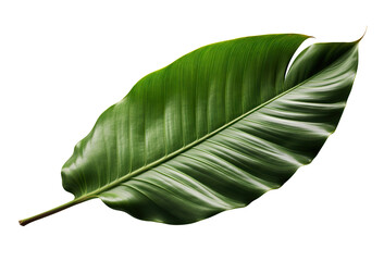 Beautiful and photorealistic leaf on transparent background. Close-up view. Part of plant. Cut out graphic design element as PNG. Generative AI