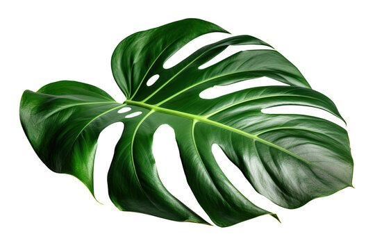 Beautiful and photorealistic monstera leaf on transparent background, as PNG. Close-up view. Exotic plant. Cut out graphic design element. Generative AI.