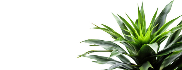 Fototapeta na wymiar Beautiful and photorealistic plant isolated on white background. Close-up view. Exotic plant. Banner with copy space. Cut out graphic design element. Generative AI.