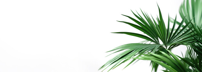 Naklejka na ściany i meble Beautiful and photorealistic palm leaves isolated on white background. Close-up view. Exotic plant. Banner with copy space. Cut out graphic design element. Generative AI.