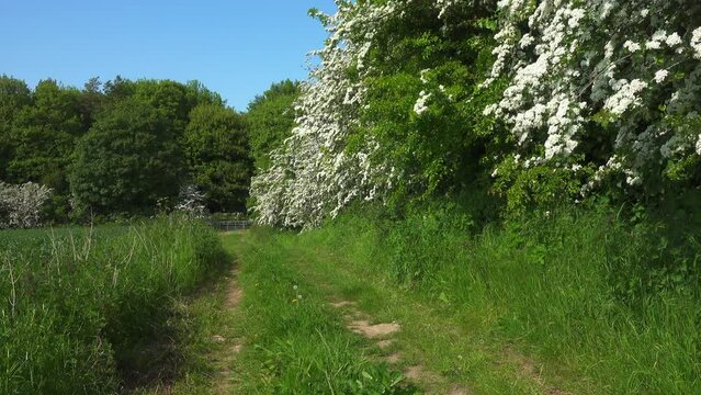 Footpath bridleway lined with an in blossom hawthorn hedge beside a farmland field in springtime. Northamptonshire England.