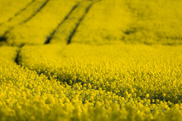 Yellow flowering rapseed. - 606123106