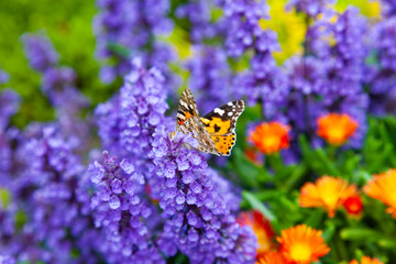 Bright monarch butterfly in the front garden on purple flowers.