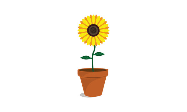 sunflower in a flower pot isolated on white background