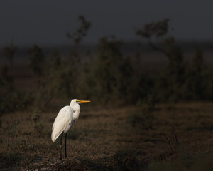 An Egret resting in a wet land