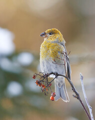 Pine grosbeak (Pinicola enucleator) female feeding on rowan berries in winter.	
