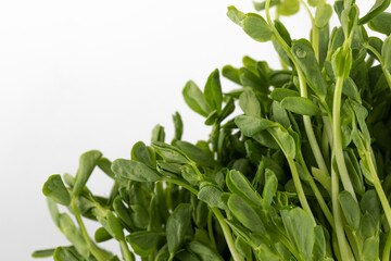 Fresh micro-greenery close-up. Healthy eating.
