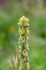Fototapeta premium Blooming great mullein flower on a green background on a sunny day macro photography. Common mullein flowering plant with yellow petals in summer close-up photo.