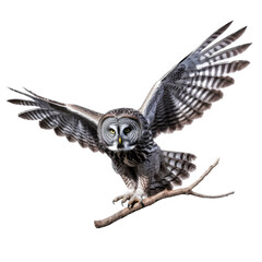 Obraz premium a Great-Grey Owl, in flight, 3/4 view, a nocturnal bird of prey, piercing eyes, Nature-themed, photorealistic illustrations in a PNG, cutout, and isolated. Generative AI