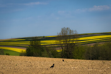 Countryside landscape with fields. - 606126757