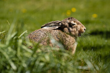 Old rabbit sitting in the gras while yawning