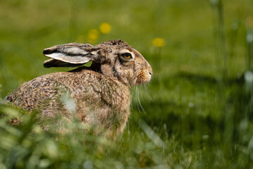 Old, grown up Rabbit from the side sitting on the meadow