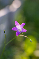 Obraz na płótnie Canvas Big purple bellflower in the summer garden macro photography. Wildflowers with bright purple petals on a summer day floral poster for wall decor. Blossom campanula flower wall art poster.