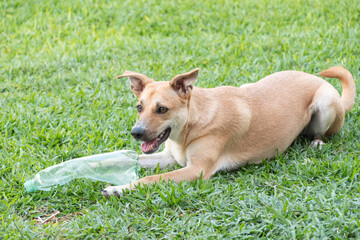 Naklejka na ściany i meble Dog lying on the grass playing with plastic bottle