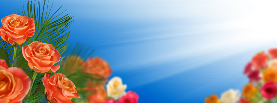 beautiful red roses on a background of blue sky and sunbeams