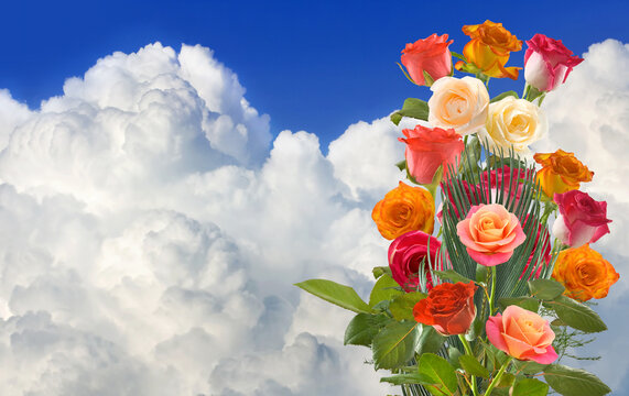 beautiful red roses against the background of a large white cloud and blue sky