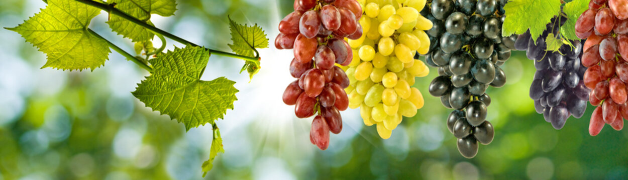  ripe grapes hanging in bunches on a green blurred background. Horizontal banner