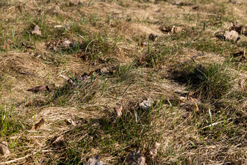 grass growing in early spring in windy weather